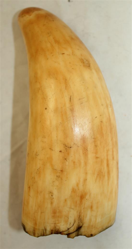 A scrimshaw whales tooth, 5.25in.